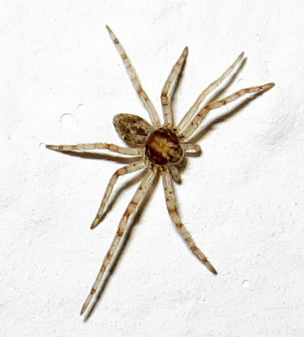 Philodromus sp.